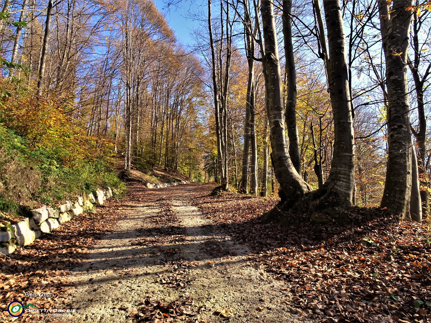 17 Faggi colorati d'autunno.JPG